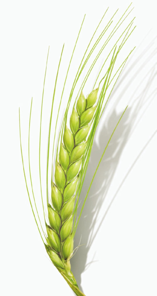 Nature wheat 
