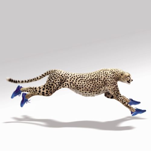 Cheetah running wearing blue sneakers by Tom Ungemach