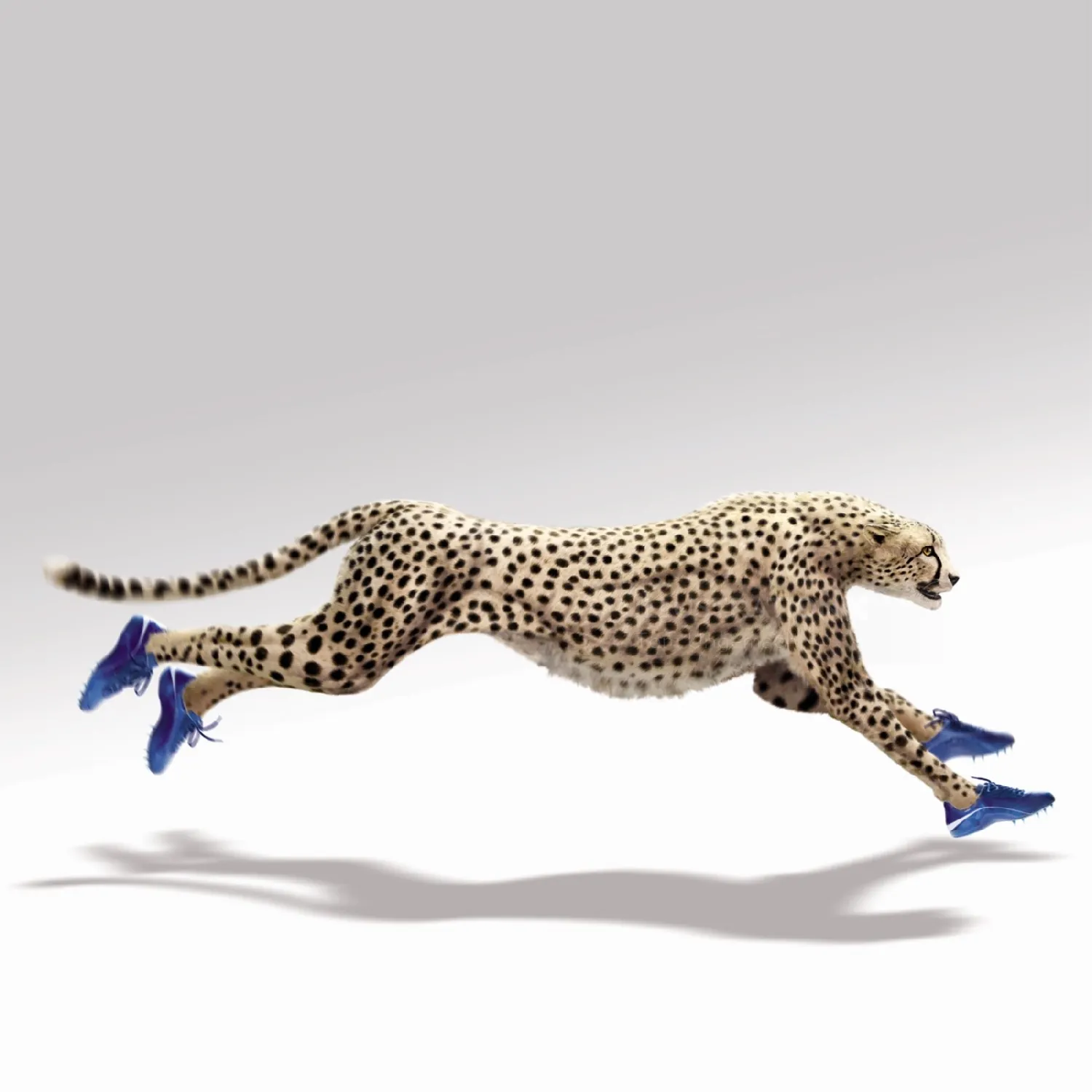 Cheetah running wearing blue sneakers by Tom Ungemach