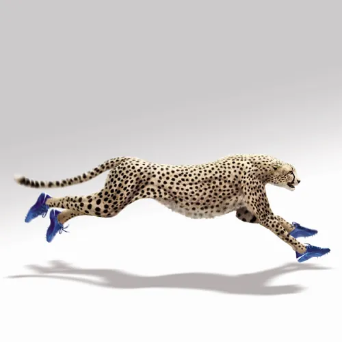 Cheetah running wearing blue sneakers by Tom Ungemach