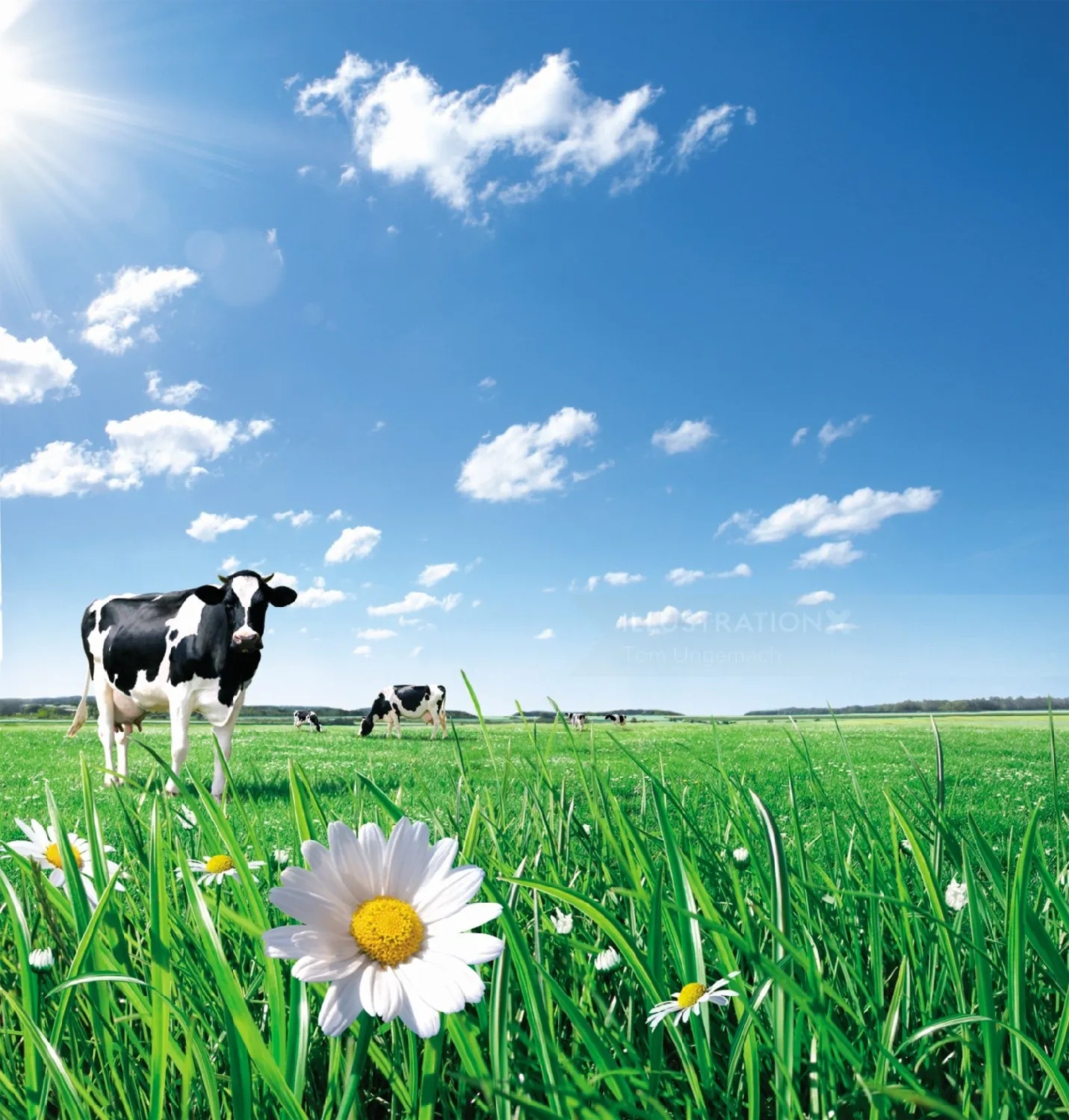 Cow grazing in green meadow with daisy flower and blue sky by Tom Ungemach