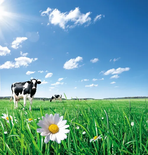 Cow grazing in green meadow with daisy flower and blue sky by Tom Ungemach