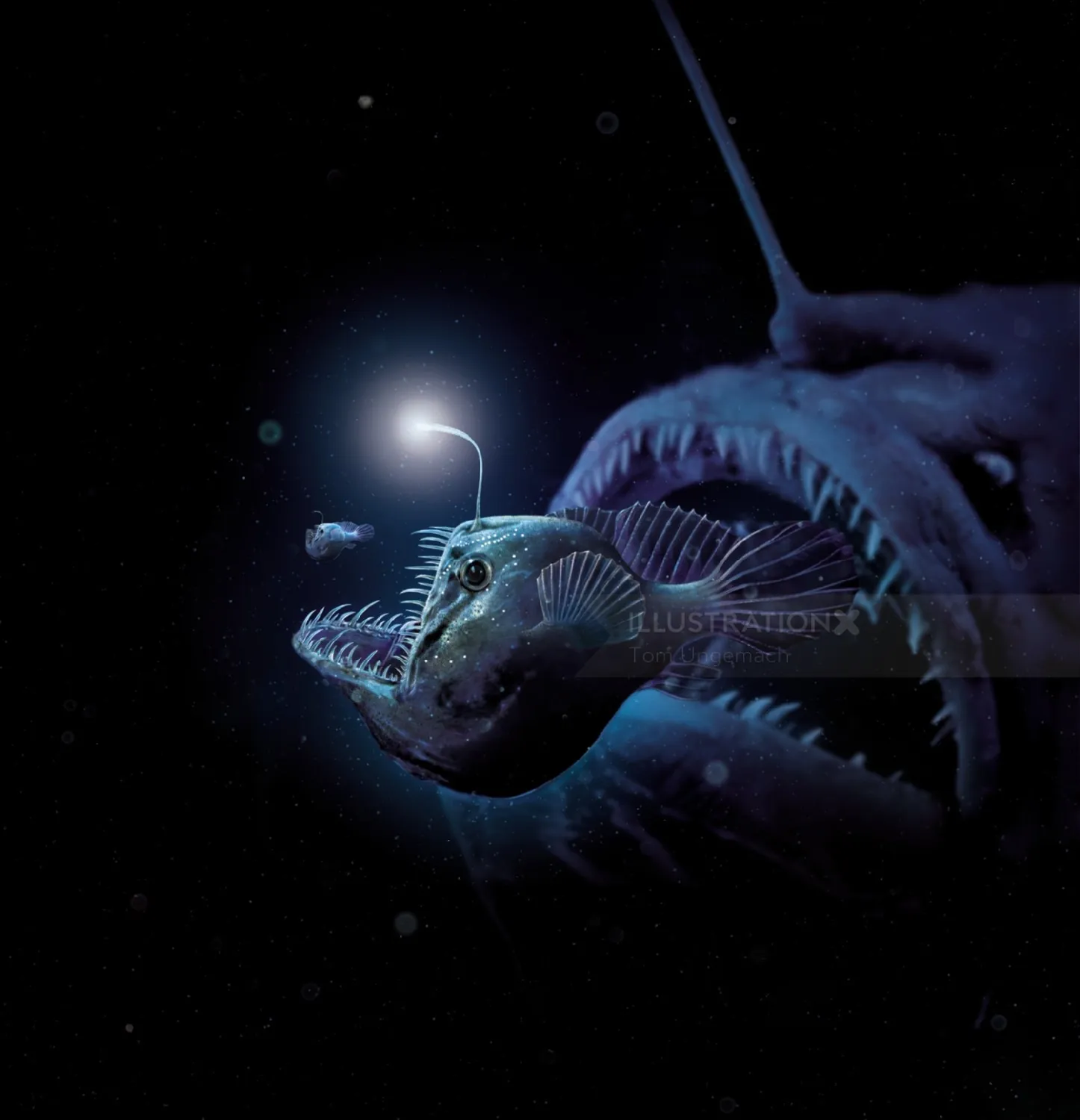 Deep sea anglerfish with glowing lure in dark ocean, artwork by Tom Ungemach