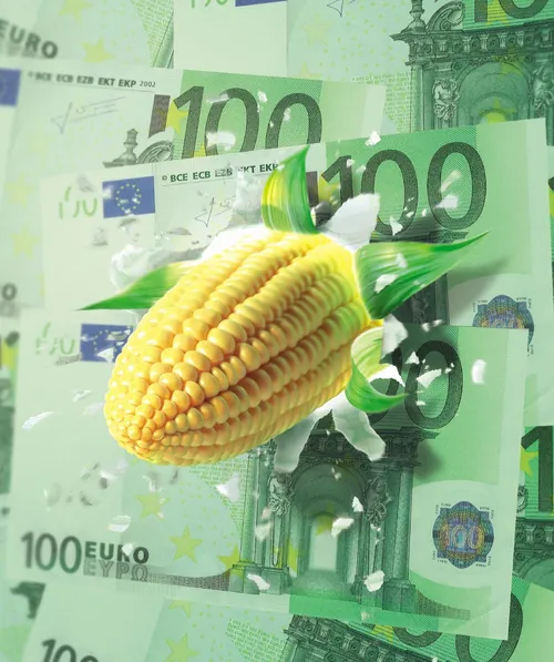 Ear of corn emerging through 100 euro bills by Tom Ungemach