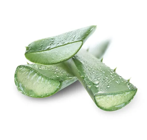 Close-up of fresh aloe vera leaves with water droplets by Tom Ungemach