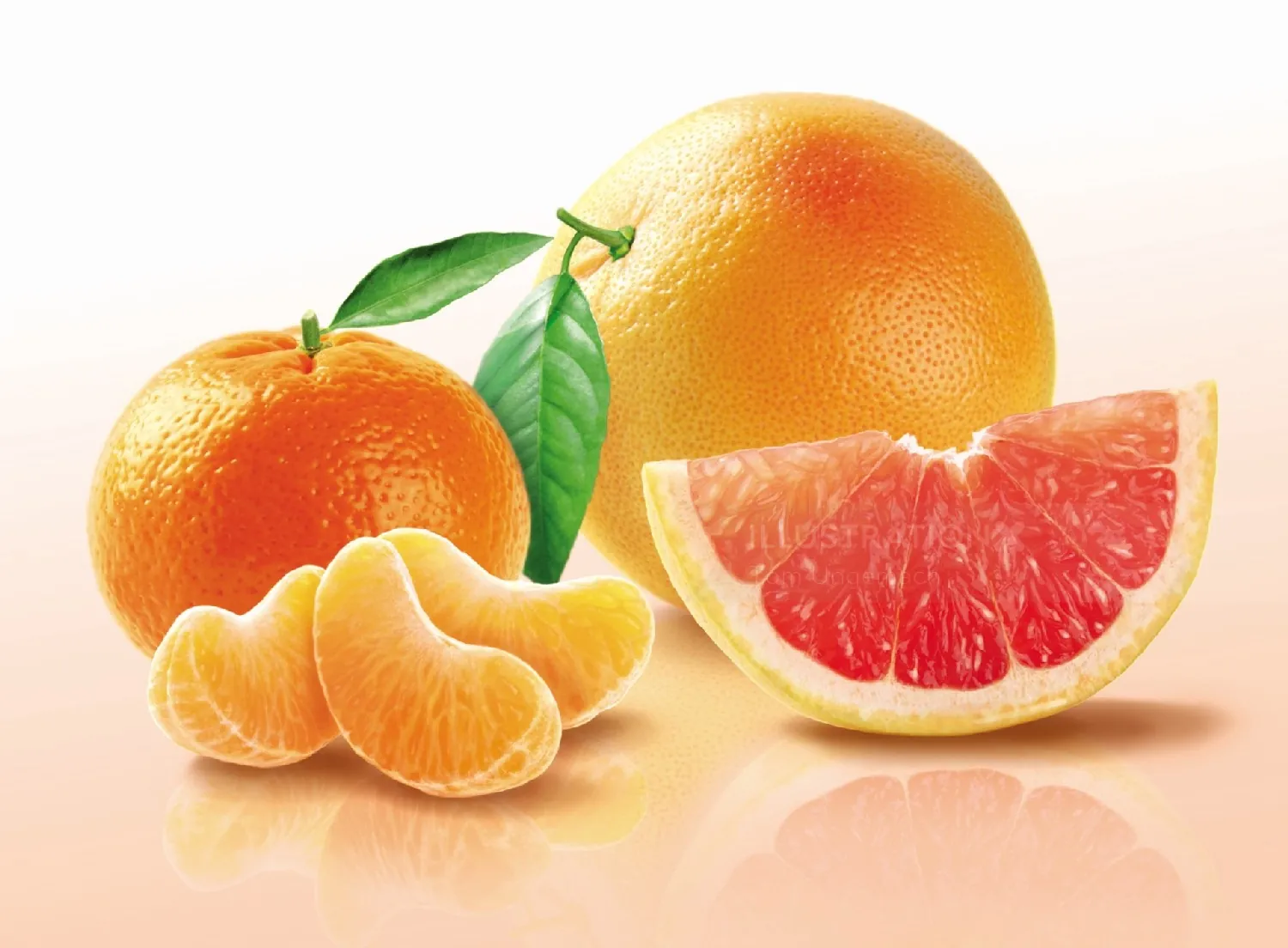 Illustration of citrus fruits including orange, tangerine, and grapefruit by Tom Ungemach