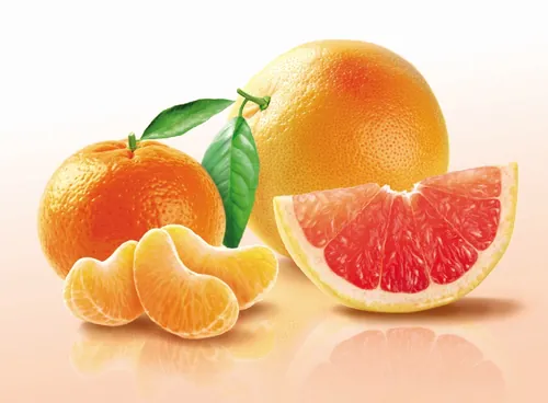 Illustration of citrus fruits including orange, tangerine, and grapefruit by Tom Ungemach