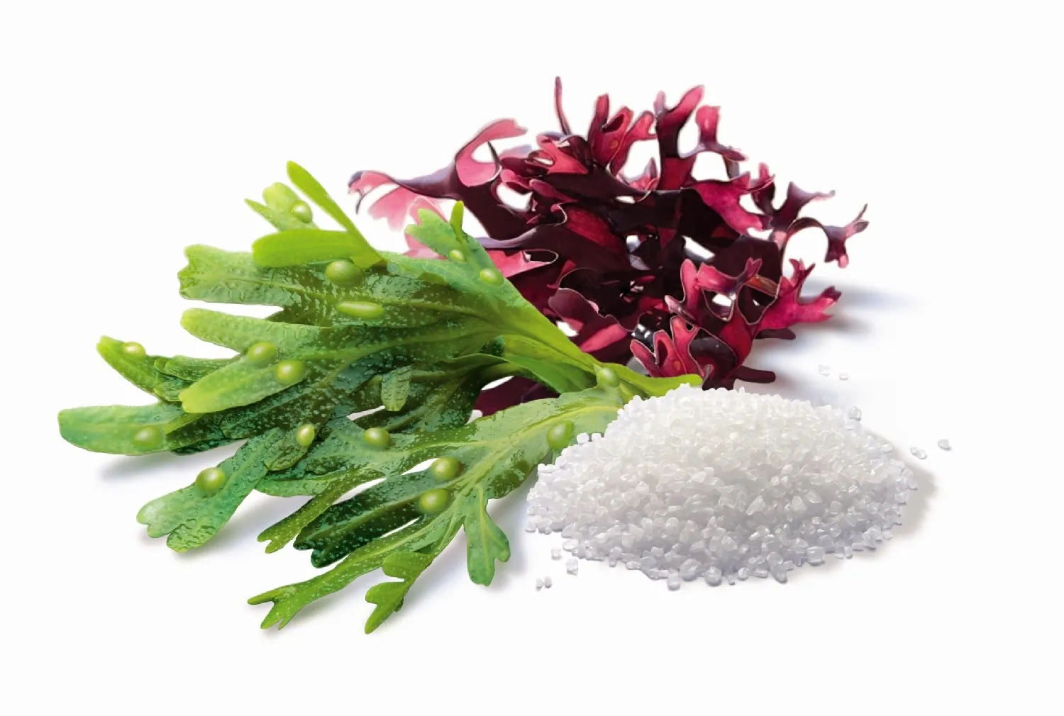 Green and red seaweed with white plastic pellets by Tom Ungemach