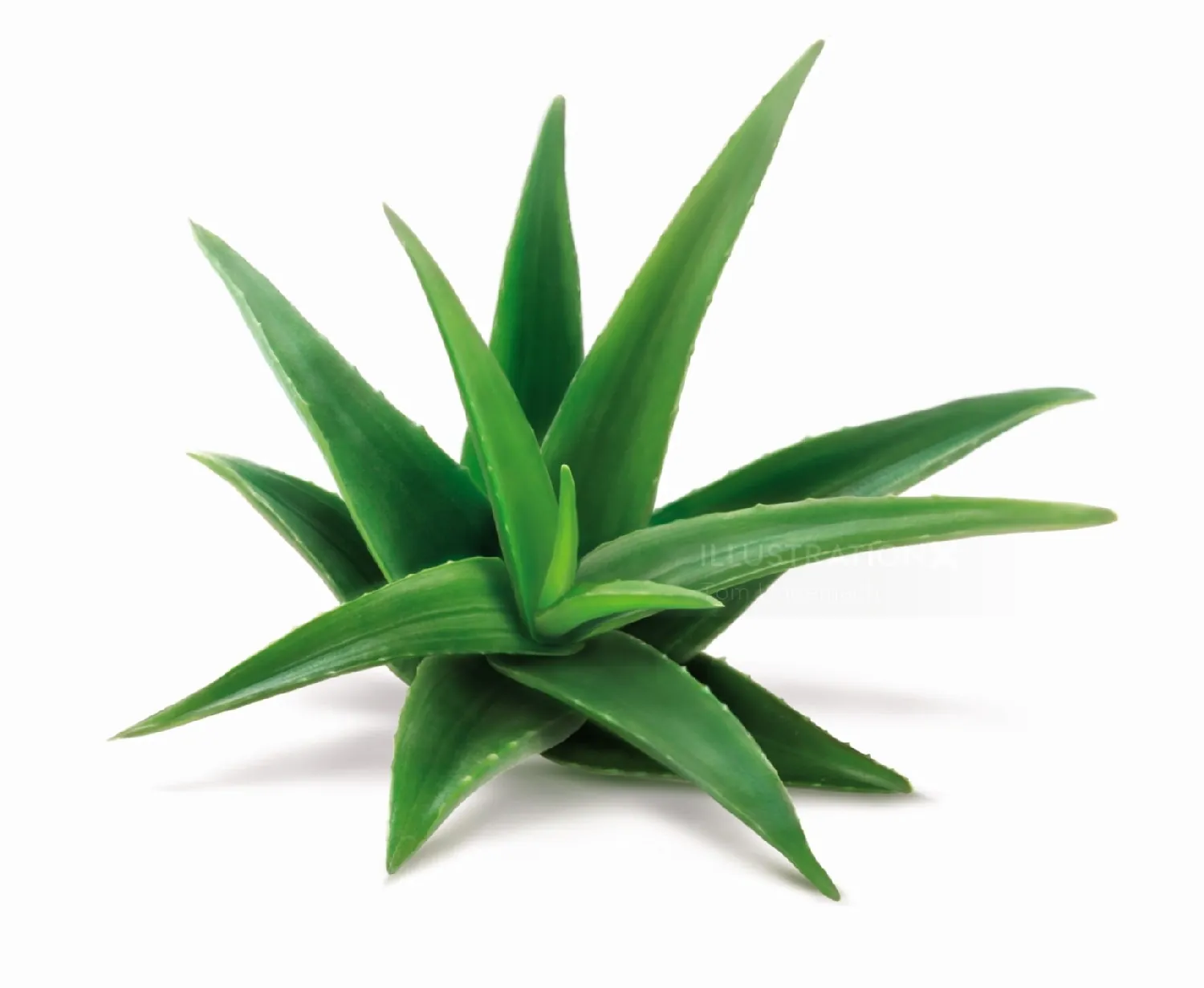 Green aloe vera plant with thick pointed leaves by Tom Ungemach
