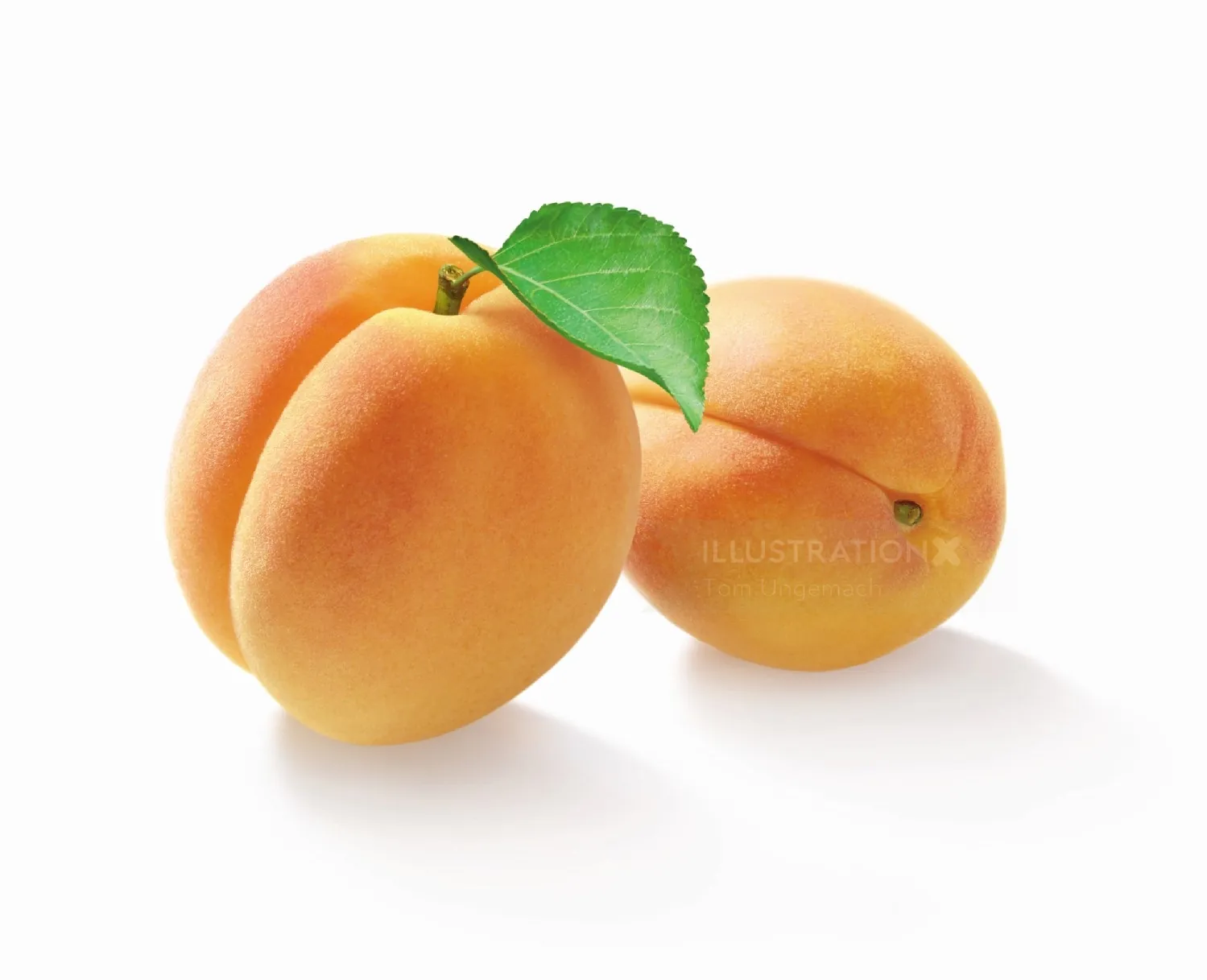 Two ripe apricots with a green leaf on white background by Tom Ungemach