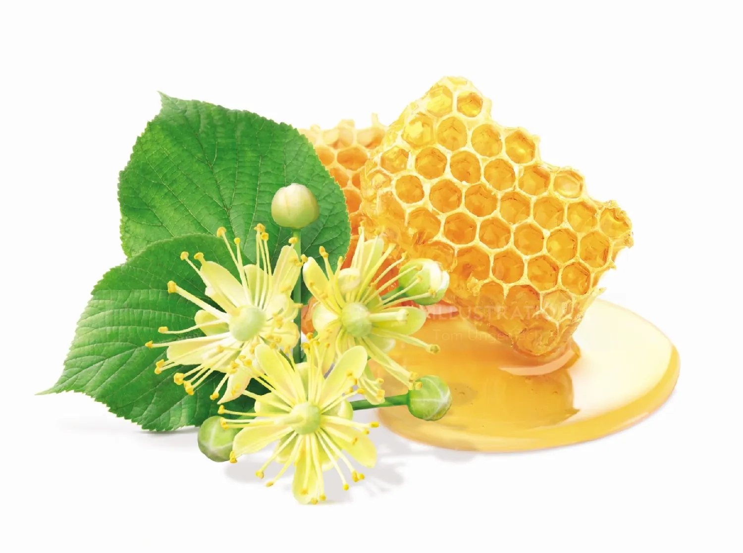Honeycomb with dripping honey and linden flowers and leaves by Tom Ungemach