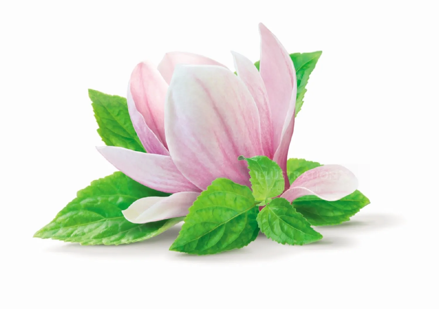 Pink magnolia flower with green leaves by Tom Ungemach