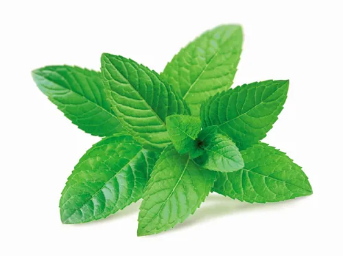 Fresh green mint leaves isolated on white background by Tom Ungemach