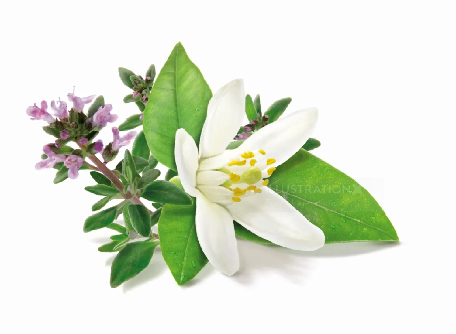 Orange blossom and thyme herb illustration by Tom Ungemach