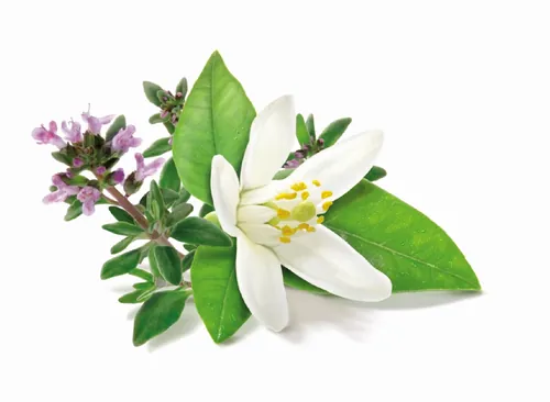 Orange blossom and thyme herb illustration by Tom Ungemach