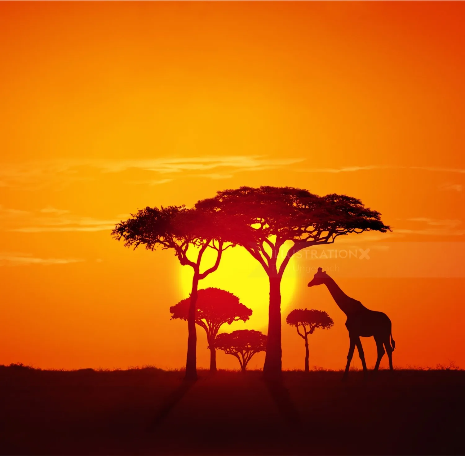 African sunset with giraffes and acacia trees by Tom Ungemach