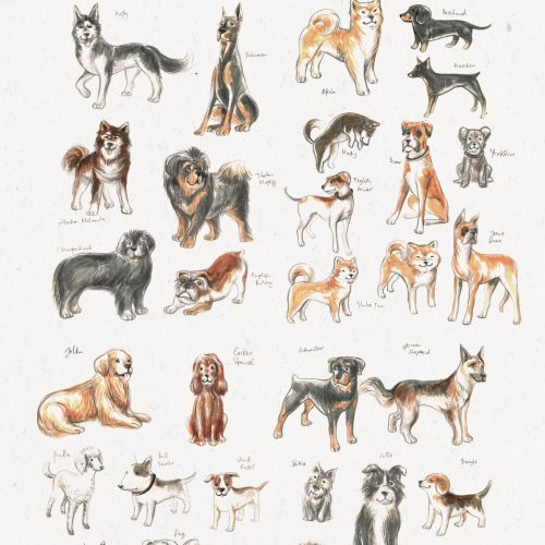 Animals Different dog breeds
