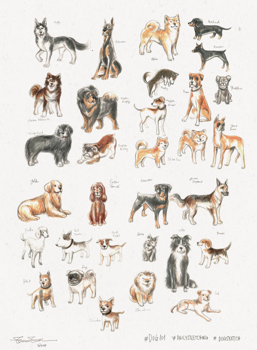 动物 不同的犬种