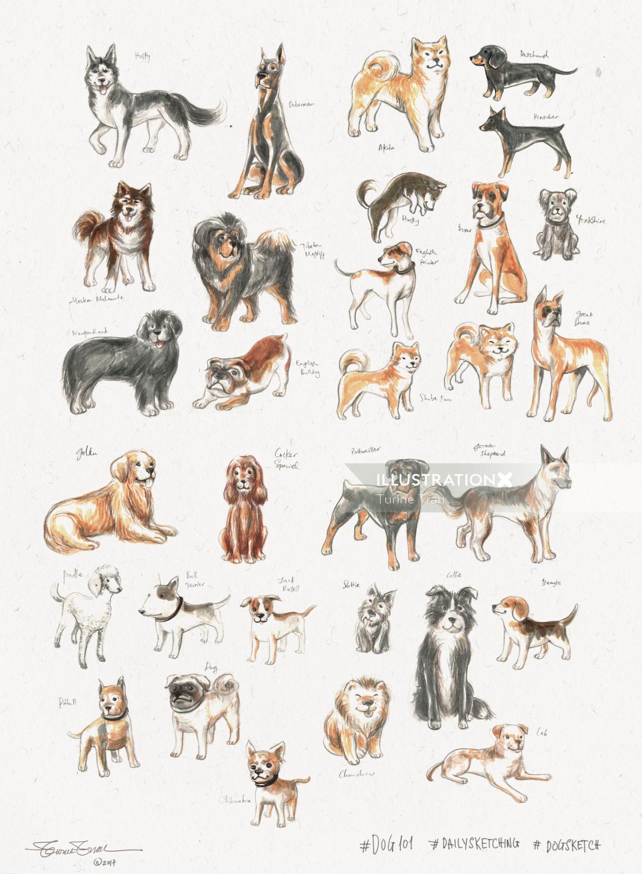動物さまざまな犬種