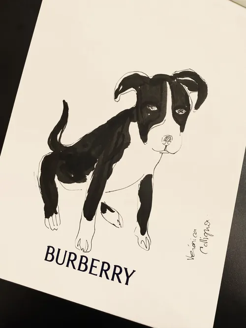 Black and white puppy drawing by Veronica Collignon