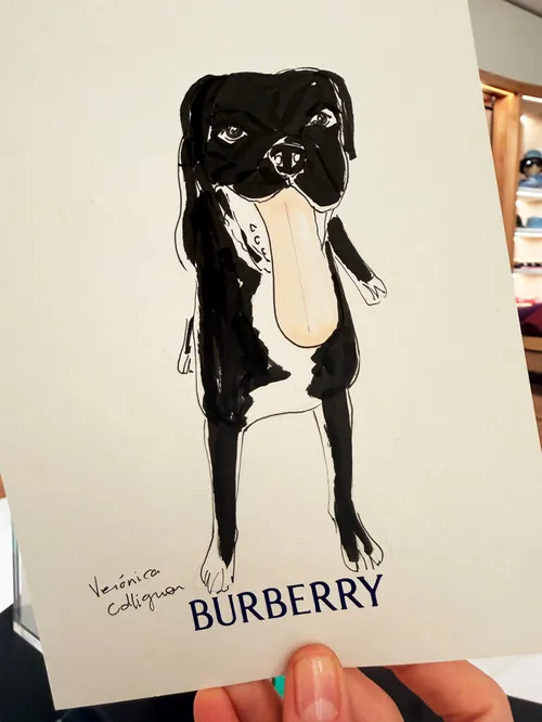 Black dog drawing with Burberry logo by Veronica Collignon
