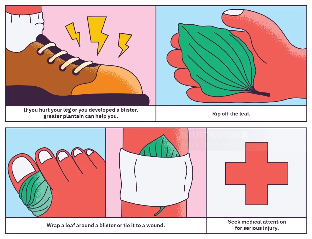Step-by-step guide to using plantago leaves for blisters by Veronika Kiriyenko