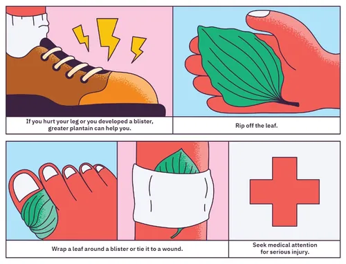 Step-by-step guide to using plantago leaves for blisters by Veronika Kiriyenko