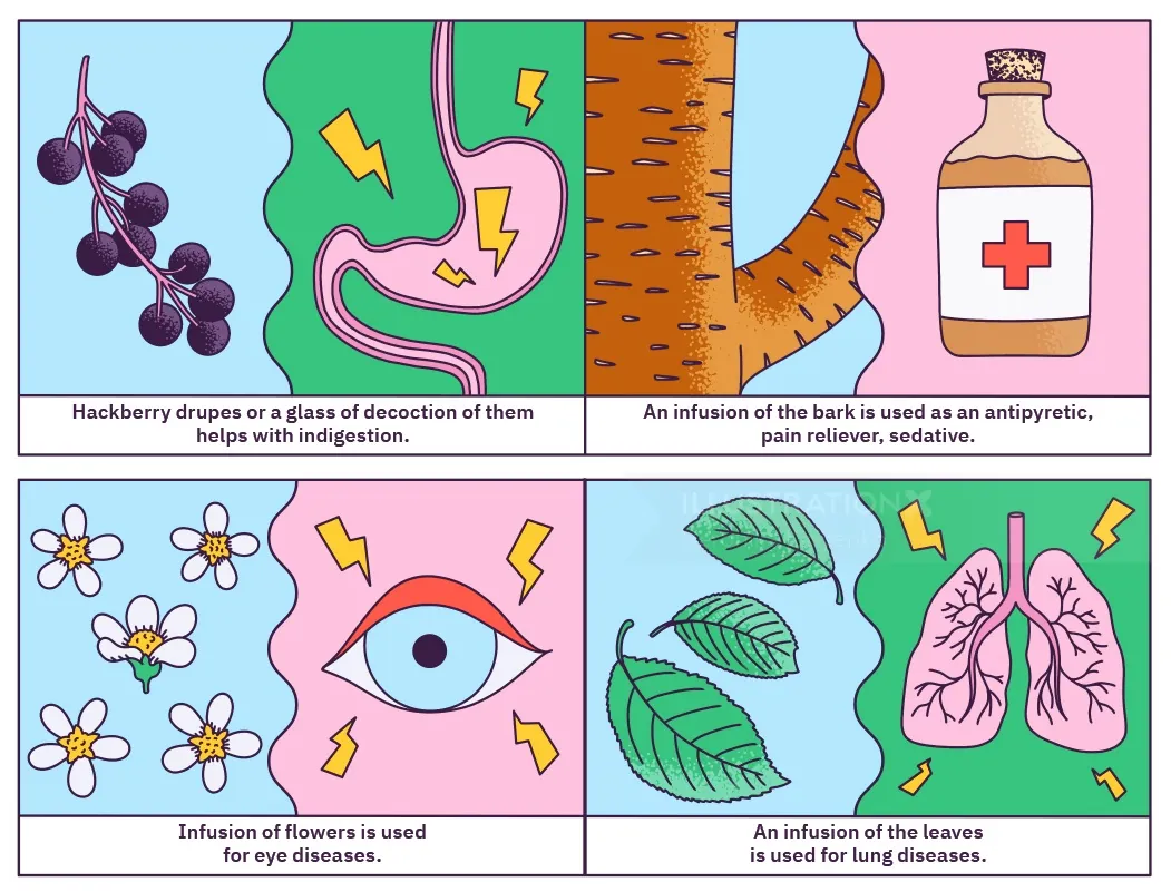 Illustration explaining medicinal uses of hackberry plant parts by Veronika Kiriyenko