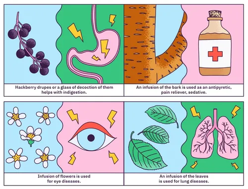 Illustration explaining medicinal uses of hackberry plant parts by Veronika Kiriyenko
