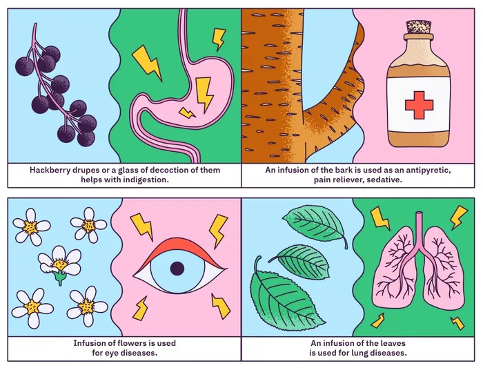 Illustration explaining medicinal uses of hackberry plant parts by Veronika Kiriyenko