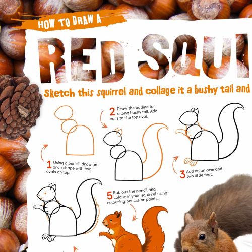 line drawing, red squirrel, how to draw