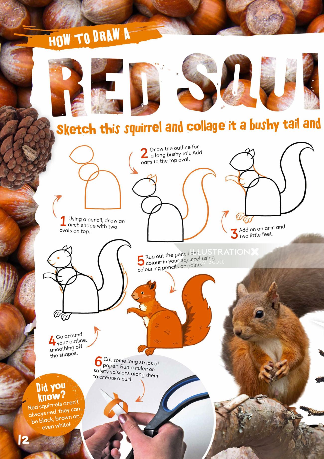RED SQUIRREL – NATURAL HISTORY COLOURED PENCIL DRAWING :: ONLINE COURSE –  The Old Kennels