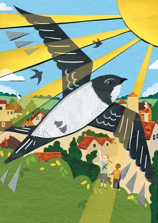 Swifts illustration for RSPB