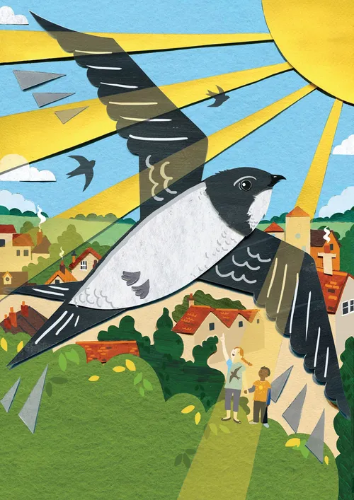 Illustration von Mauerseglern für die RSPB