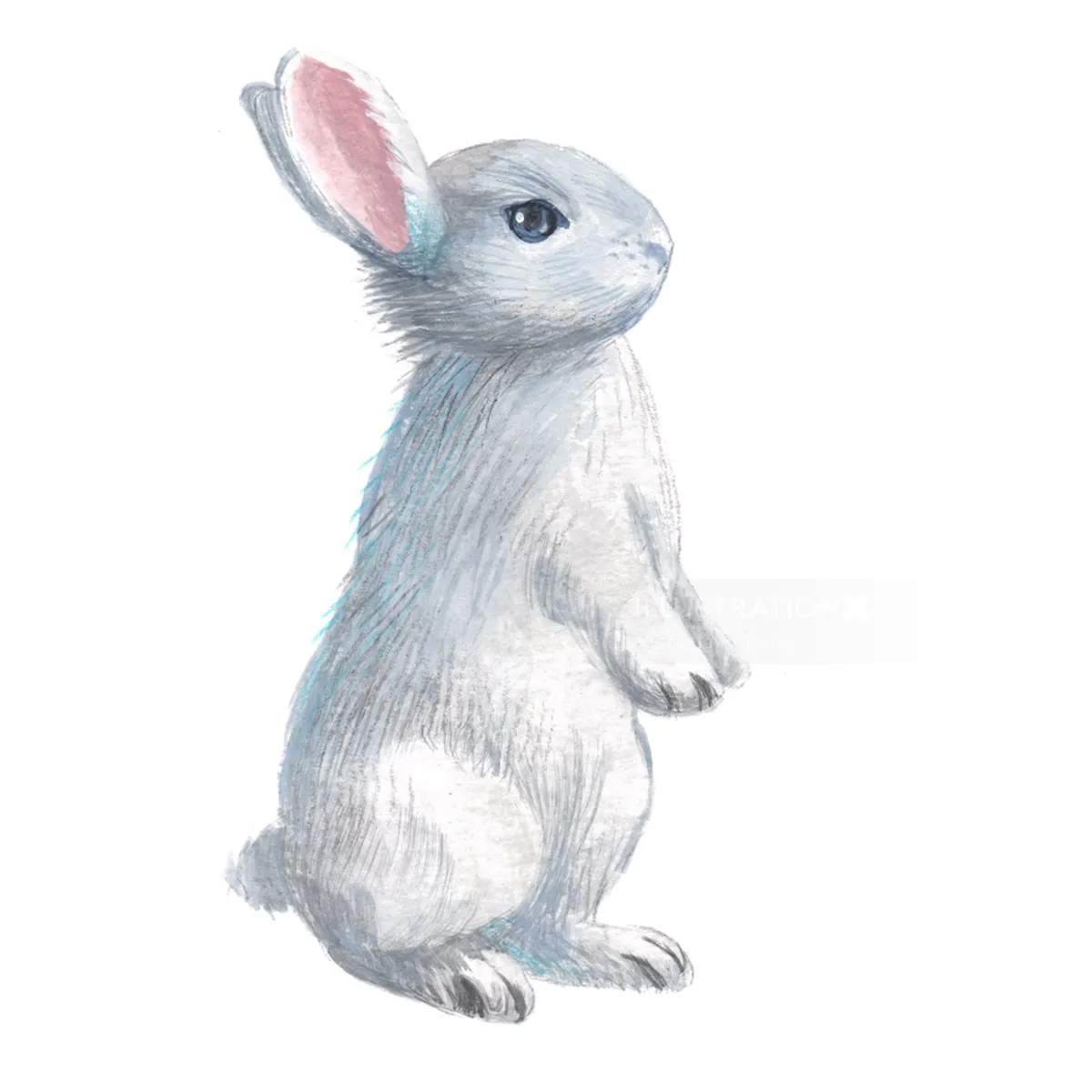 Illustration of a white rabbit standing upright with pink ears