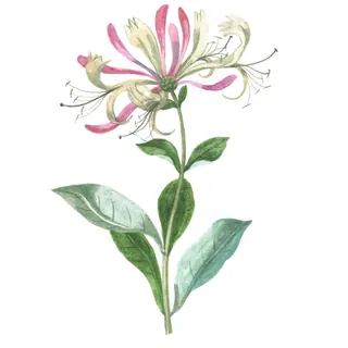 Watercolor illustration of a pink and yellow honeysuckle flower with green leaves