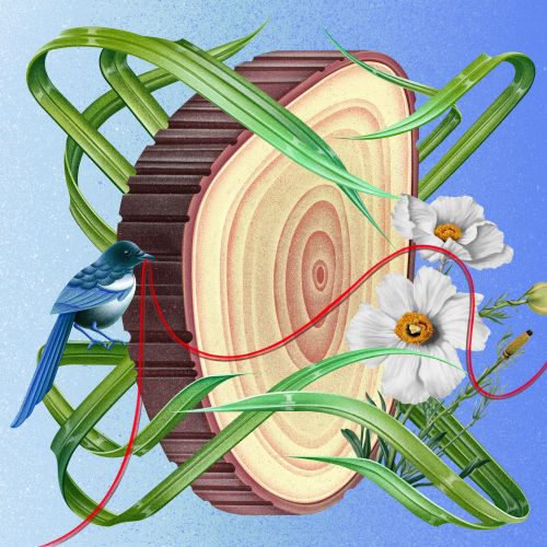 Wenjing Yang illustration of vines, birds, flowers, and a round tree slice