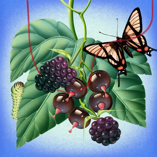 Wenjing Yang 食品 Illustrator from United States