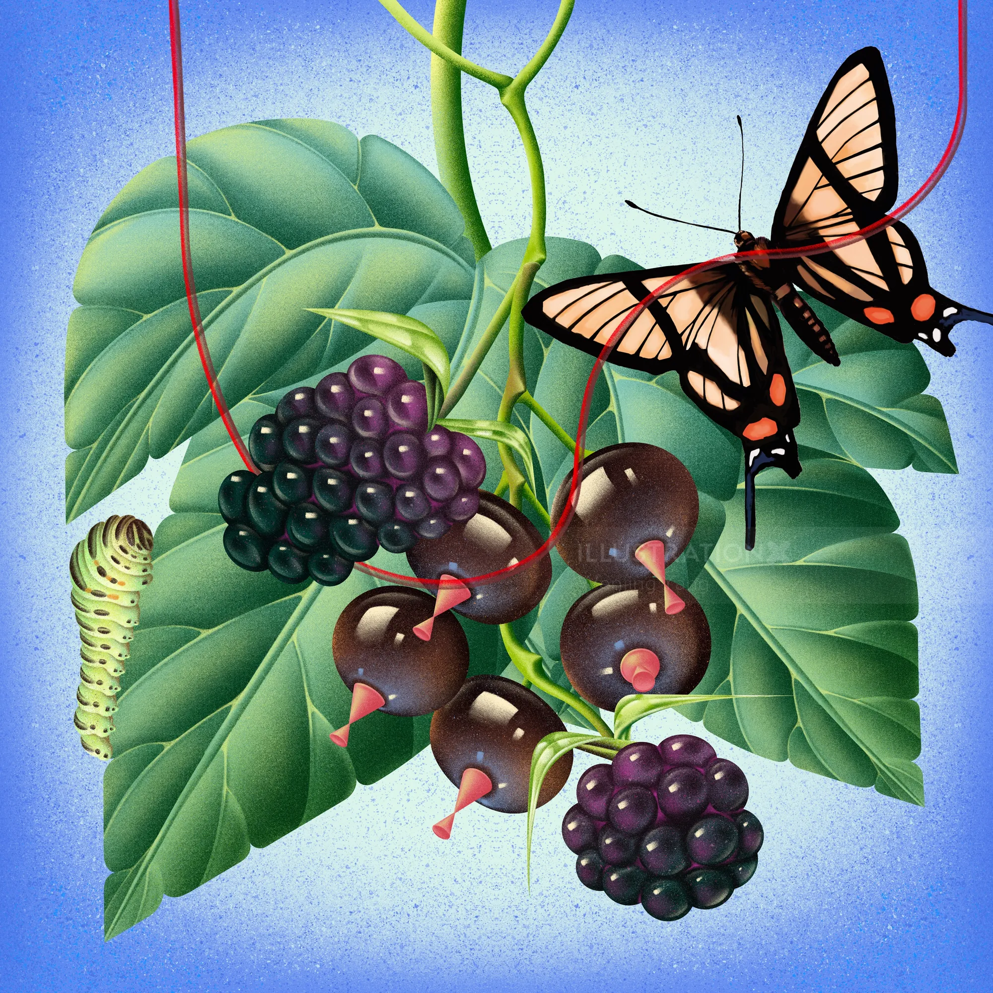 Botanical illustration by Wenjing Yang with butterflies, berries, red fruit, leaves, and a caterpill