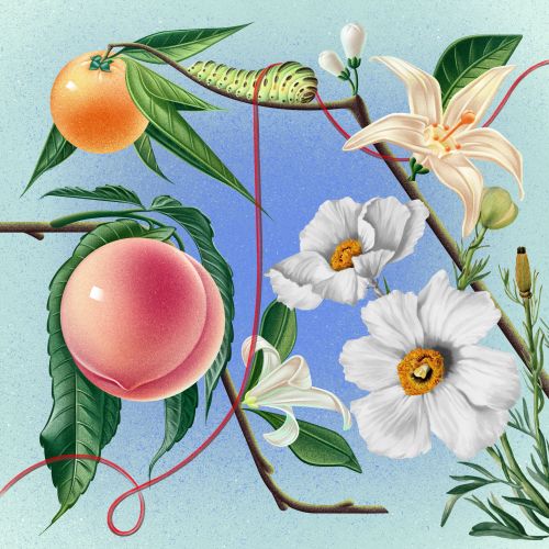 Botanical illustration by Wenjing Yang showing fruit, flowers, leaves, and a striped caterpillar.