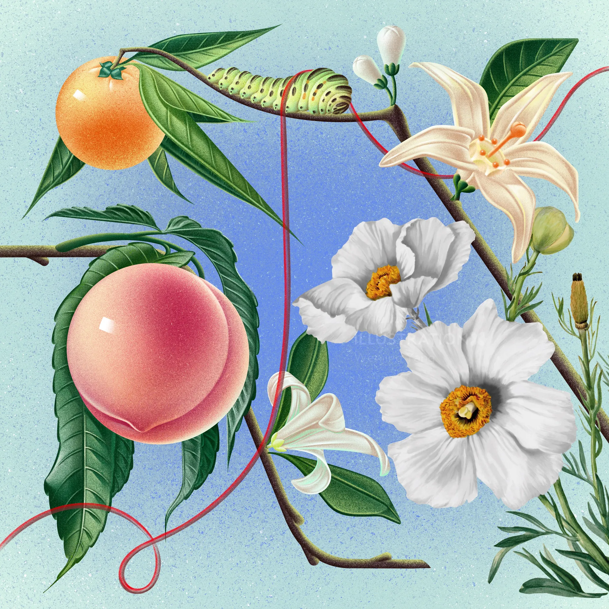 Botanische Illustration von Wenjing Yang, die Früchte, Blüten, Blätter und eine gestreifte Raupe zeigt.