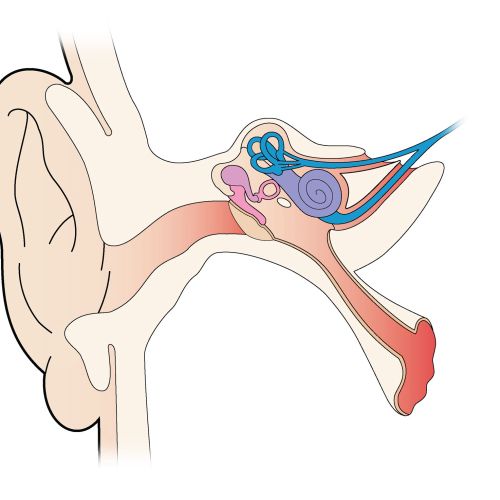 Inner ear graphic illustration