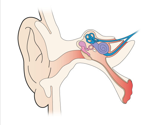 Ilustración gráfica del oído interno