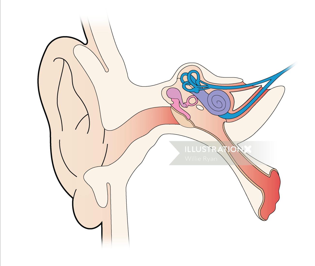 Illustration graphique de l&#39;oreille interne