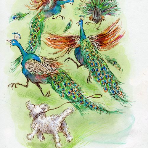 Cartoon & Humour peacocks and dog