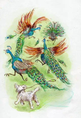 Cartoon & Humour peacocks and dog