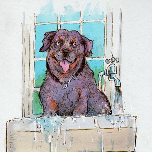 Cartoon & Humour dog in bath tub