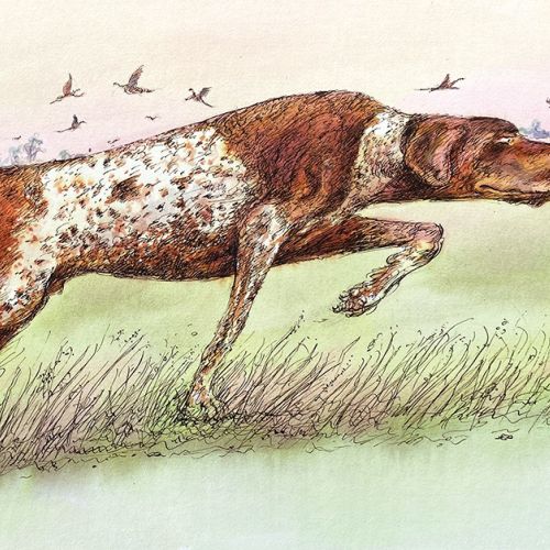 Hunting dog running with hunter and flying birds in the background.