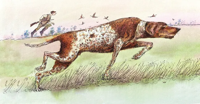 Hunting dog running with hunter and flying birds in the background.