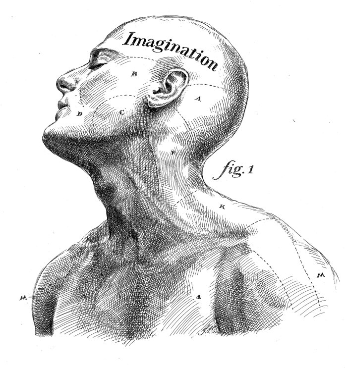 Face line drawing of muscular man 